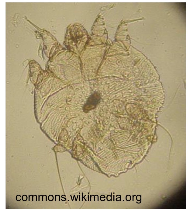 <p>What is this species of medical and veterinary importance </p>