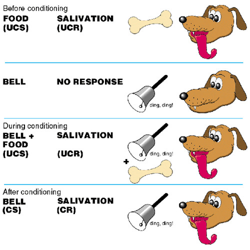 <p>Learning by association. Occurs when two stimuli are repeatedly paired together - an unconditioned stimulus and a new "neutral" stimulus (NS)</p><p>The neutral stimulus eventually produces the same response that was first produced by the unlearned stimulus alone.</p>