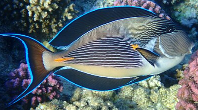 <p>40+ species, rounded forehead, vibrant colours</p>