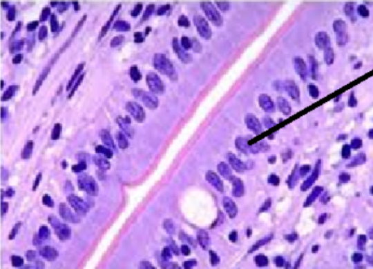 <p>ID Tissue (be specific)</p>