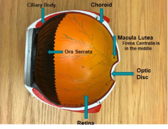 <p>ora serrata, optic disc, <span style="background-color: transparent; font-family: "Times New Roman", serif;">Retina, Ciliary Body, Choroid, Fovea Centralis of Macula Lutea</span></p>