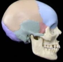 <p>green, red, purple, orange, blue, and zygomatic is where</p>