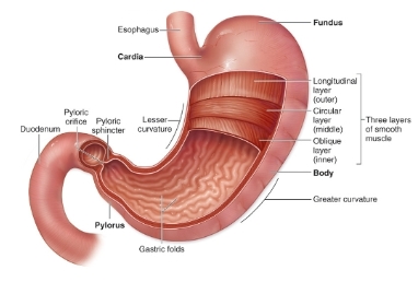 <ul><li><p>Cardia</p></li><li><p>Fundus</p></li><li><p>Body</p></li><li><p>Pyloric</p></li></ul><p></p>