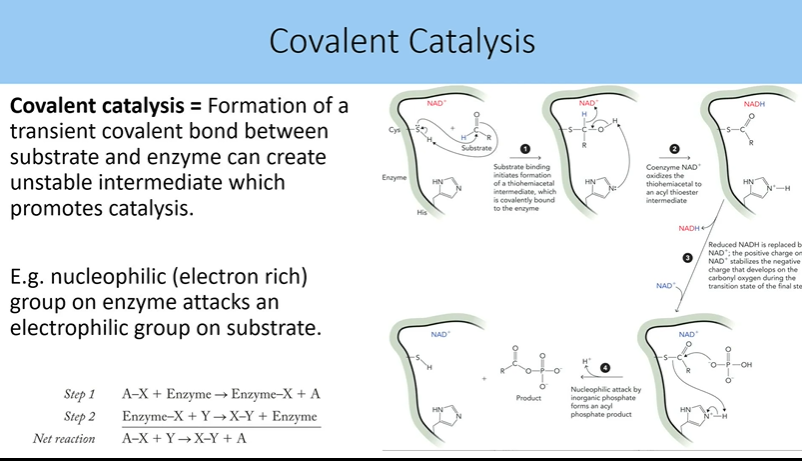 <p>covalent catalysis:</p><ul><li><p>formation of a transient covalent bond between substrate and enzyme can create unstable intermediate which promotes catalysis</p></li><li><p>e.g. nucleophilic (electron rich) group on enzyme attacks an electrophilic group on substrate (dont need to know mechanism)</p></li></ul><p></p>