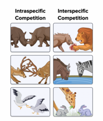 <p>competition between individuals of the same species</p>