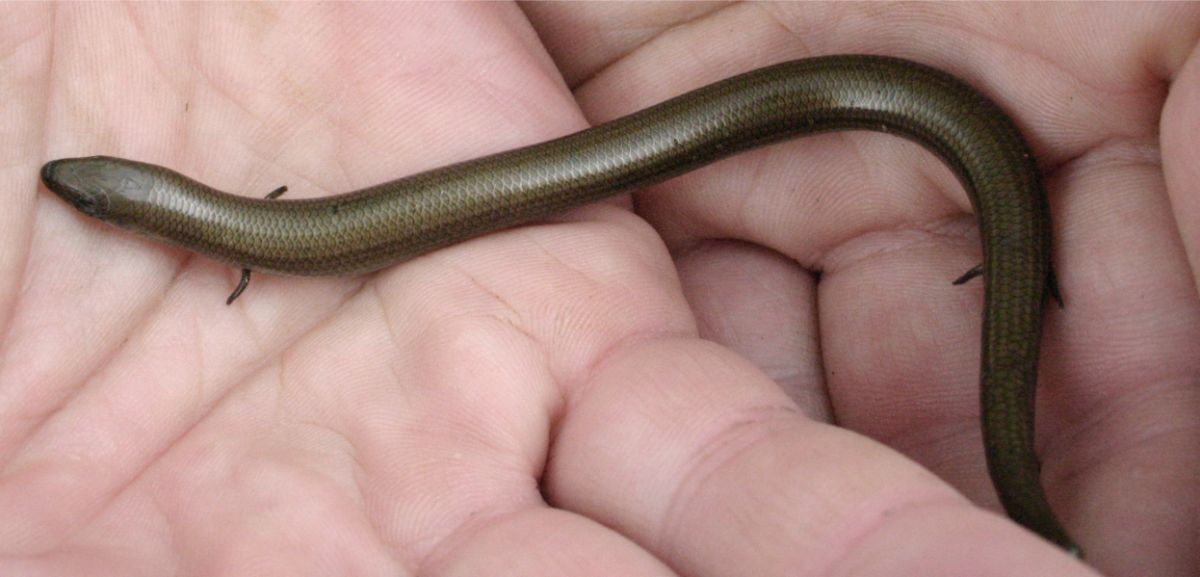 <p>Muy variado, dependiendo de las especies.</p><p>Carnívora. Depredadores de pequeños invertebrados.</p>