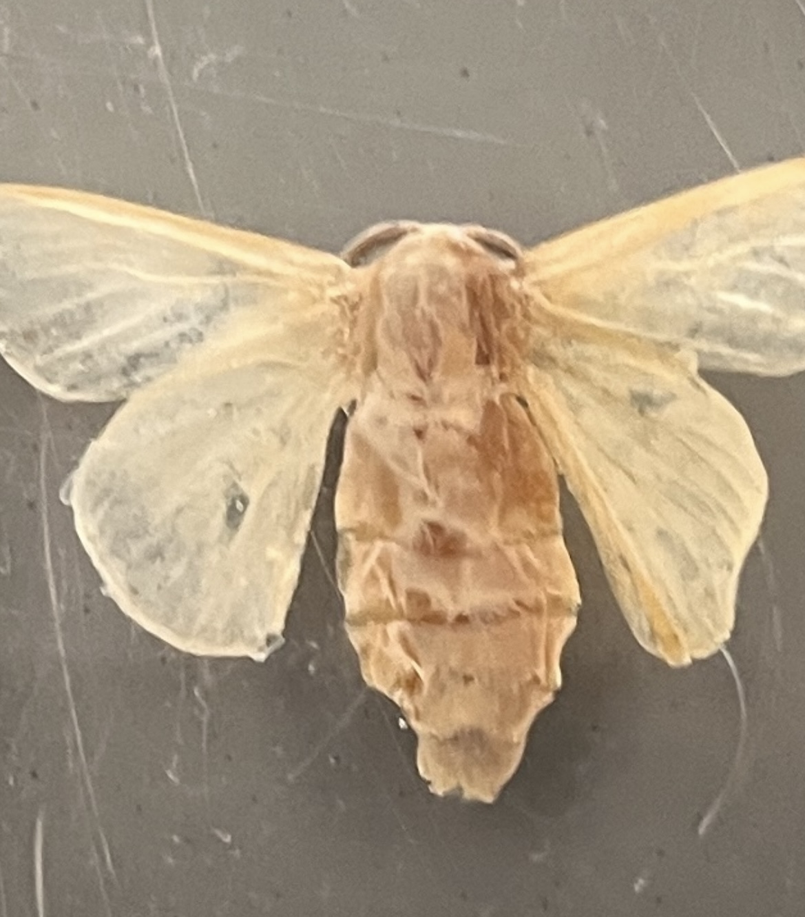 <p>What stage silkworm is this at?</p>