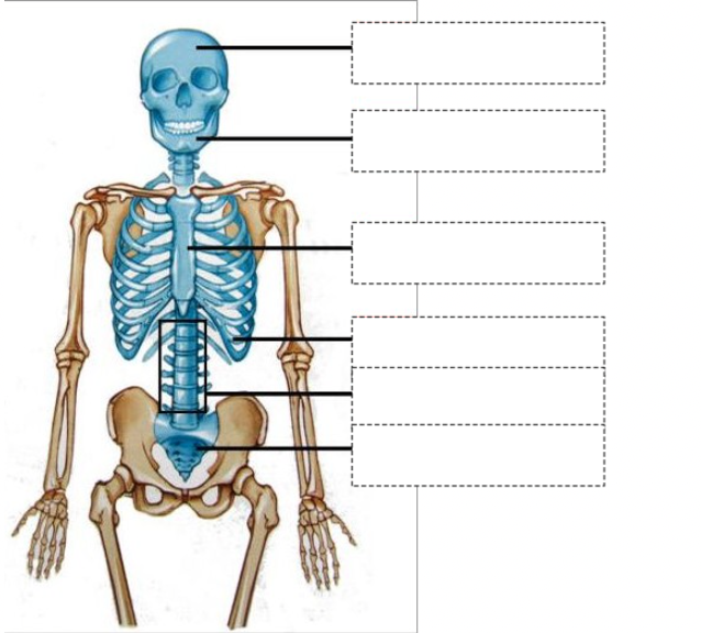 <p>Benoem de onderdelen van het<strong> axiale gedeelte</strong> van tractus locomotorius (skelet) van superior naar inferior.</p>