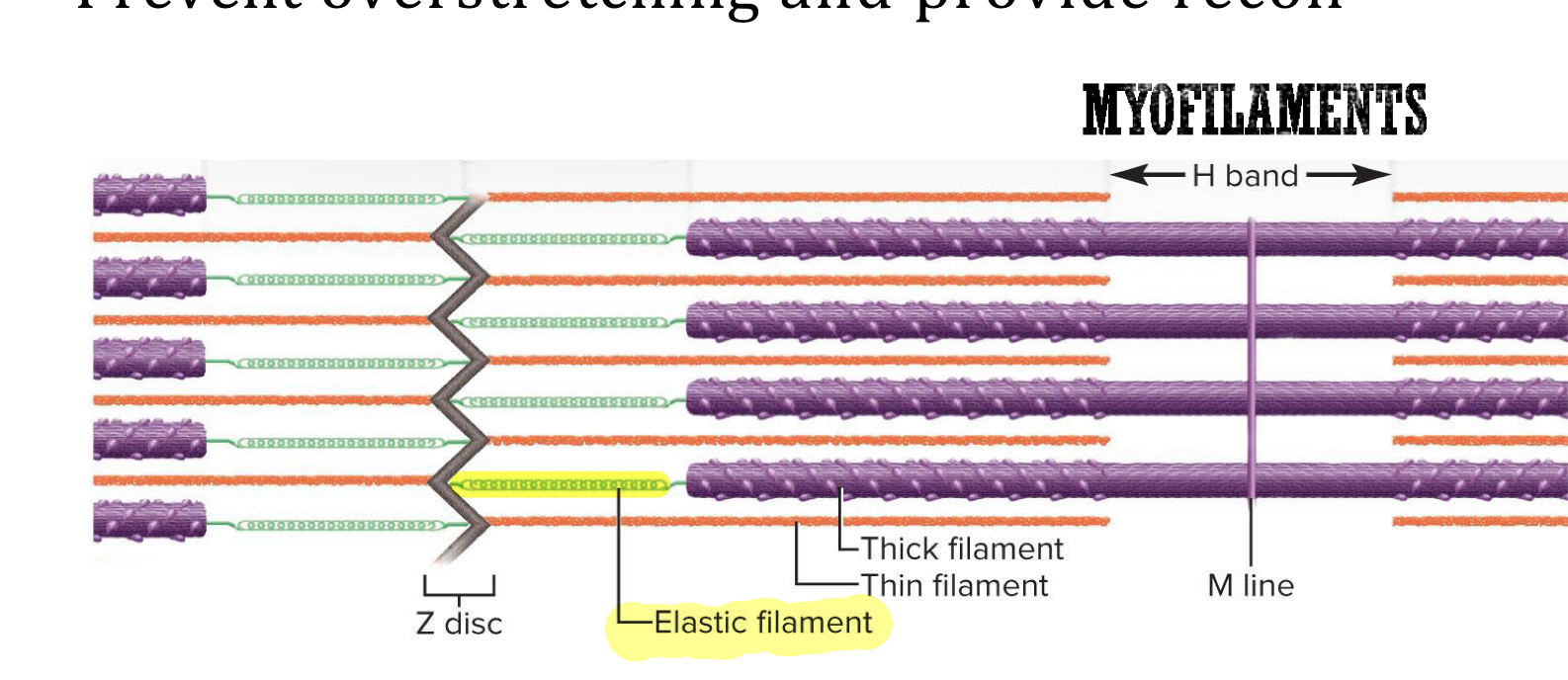 <p>Myofilament made of titin proteins (huge, springy proteins) that provide elasticty, prevent overstretching, and anchor thick filaments → run through the core of thick filament and anchor it to Z-disc and M-line</p><ul><li><p>Helps maintain muscle alignment</p></li><li><p>When the muscle is stretch titin stretches and then pulls the thick filament back into position</p></li></ul><p></p>