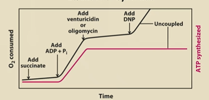 <p>Why does O2 consumed shoot up when DNP is added</p>