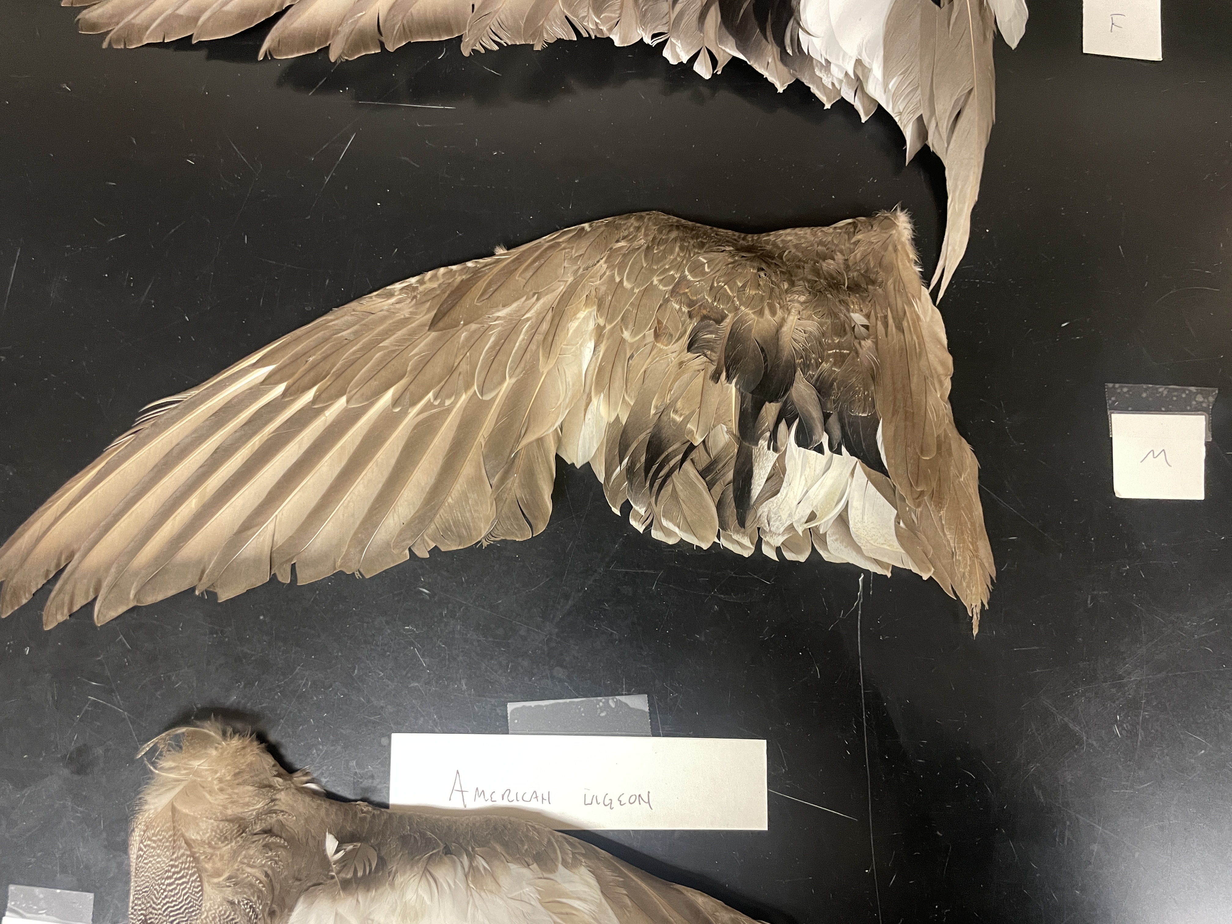 <p>female gadwall</p><p>white speculum bordered by black</p>