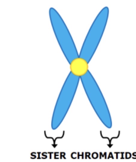 <p>Sister chromatids</p>