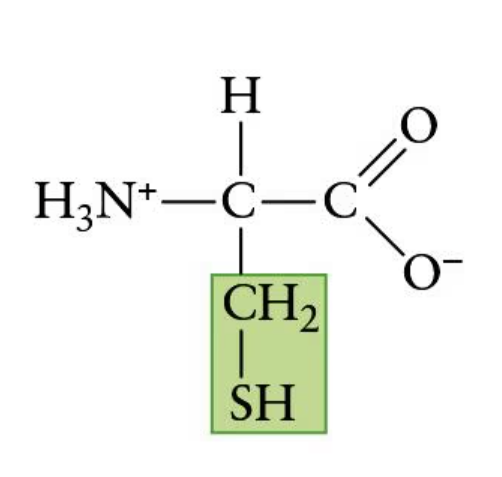 <p>(Cys, C) | Nonpolar side chain</p>