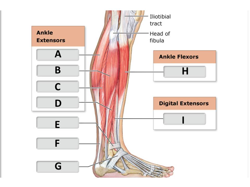 <p>gastrocnemius</p>