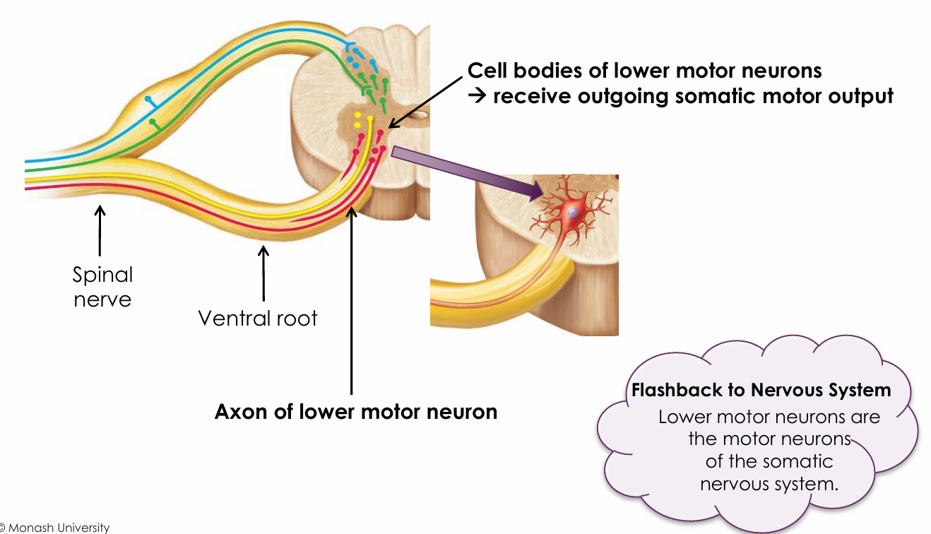 <ul><li><p>Through the ventral root</p></li></ul><p></p>