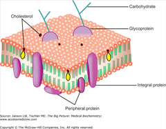 <p>Found on surface of bilayer (inside or outside) and are generally hydrophilic. Function as receptors or assist with adhesion and cell recognition</p>