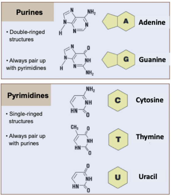 <p><span><strong>Purines: Adenine and Guanine</strong></span></p><ul><li><p><span>Double-ringed</span></p></li><li><p><span>Tip: Purines are pure, angles have halo rings that are pure</span></p></li></ul><p></p>