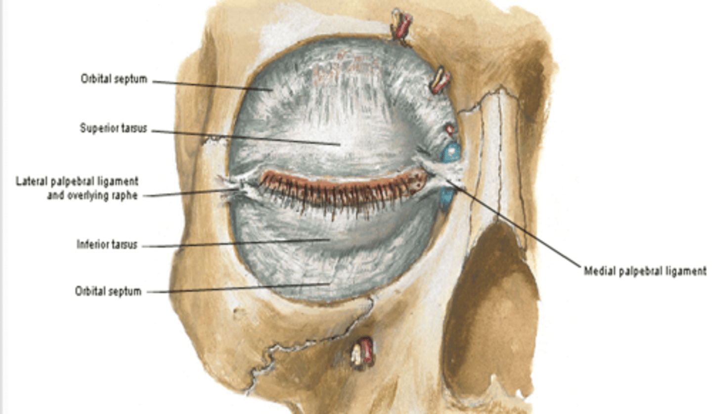<p>What are the medial and lateral palpebral commissures?</p>