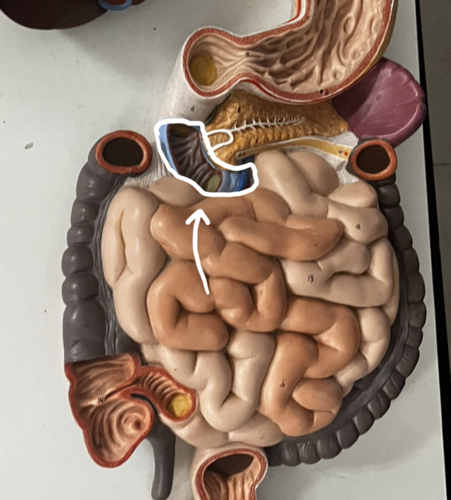 <p>Identify structure</p>