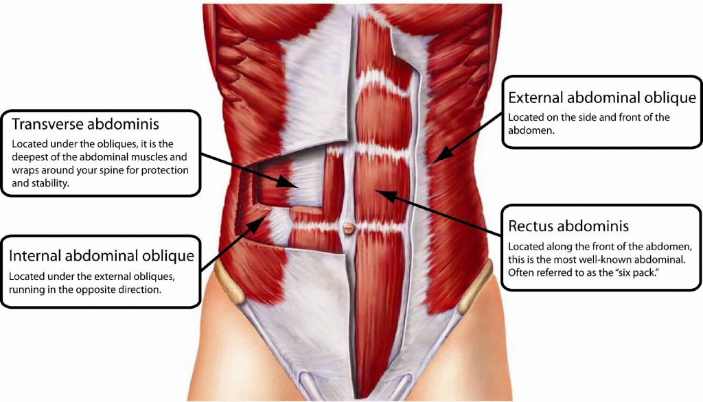 <p>Transversus Abdominis Muscle</p><p>Origin: Ribs 7-12, lumbar fascia, iliac crest, lateral 1/3rd inguinal ligament</p><p>Insertion: Xiphoid process, linea alba, pubic symphysis</p><p>Innervation: Ventral rami of lower 6 thoracic spinal nerves, iliohypogastric nerve, ilioinguinal nerve</p><p>Function: Support and compress abdominal contents. Acts as a girdle for abdominal cavity.</p>