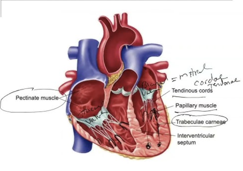 <p>st</p><p>stretch jeans on inside of right atrium</p><p>webbing on wall of R atrium</p><p>H5</p>