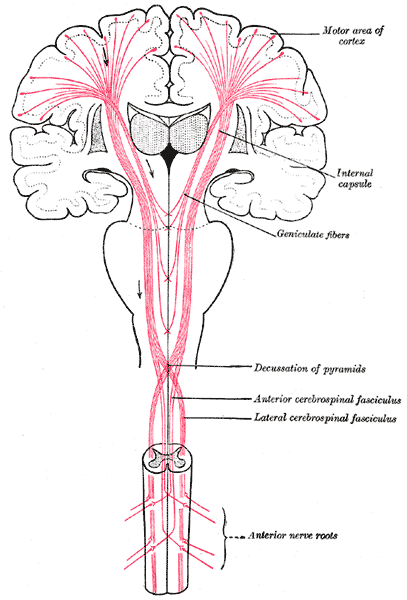 <p>Spinal Tracts: <strong>Decussation</strong></p>