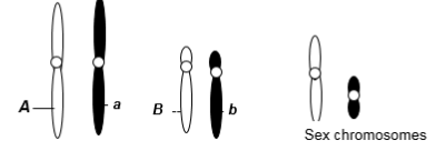 <p>A eukaryotic diploid cell from an organism with the ZZ-ZW sex determination system has two pairs of autosomes and a pair of sex chromosomes, Z and W, shown here. What is the probability of a gamete from this individual that has the following genotype: alleles A and b, chromosome Z?</p><p>a. 1/2</p><p>b. 1/4</p><p>c. 1/6</p><p>d. 1/8</p><p>e. 1/16</p>