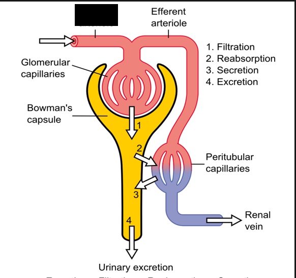 <p><span style="background-color: transparent;">Branches from interlobar arteries that supply the functional unity of the kidney, known as the nephron.</span></p>