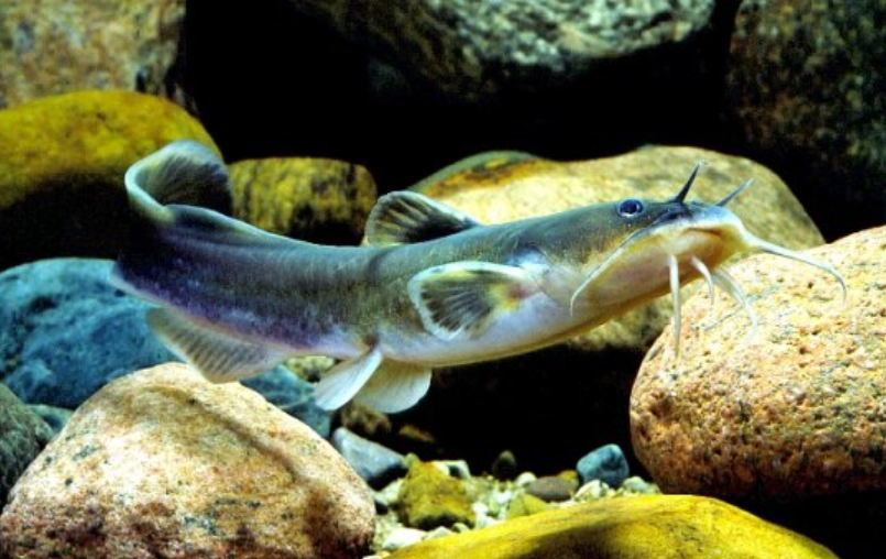 <p>Noturus flavus</p><p>native</p><p>catfish</p><p>fleshy ridge connecting adipose and tail fins </p>