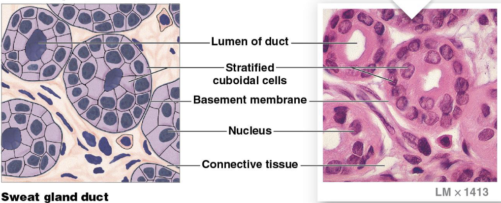 <ul><li><p>secretion, absorption</p></li><li><p>ducts of sweat glands</p></li><li><p>ducts of mammary glands</p></li><li><p>Lumen: center of duct/tube</p></li></ul><p></p>
