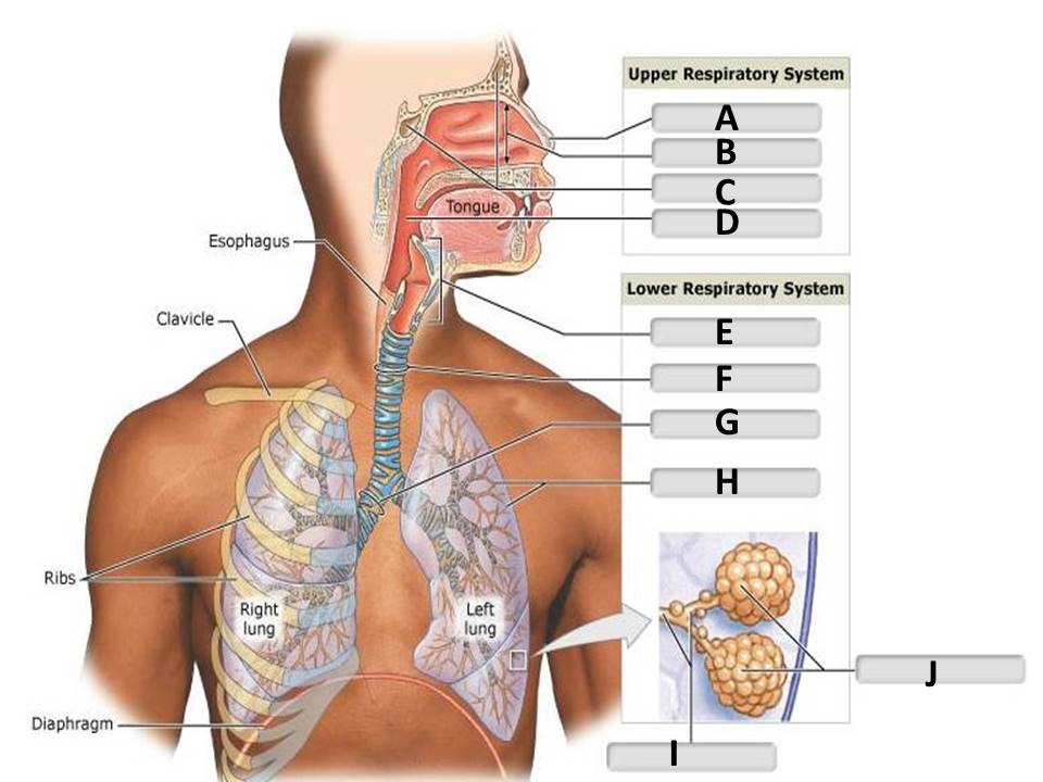 <p>Identify the respiratory system structure labeled "C".</p><p> </p><p>nasal cavity</p><p> </p><p>pharynx</p><p> </p><p>sinuses</p><p> </p><p>bronchioles</p>
