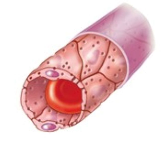 <p>Fenestrated Capillaries</p>
