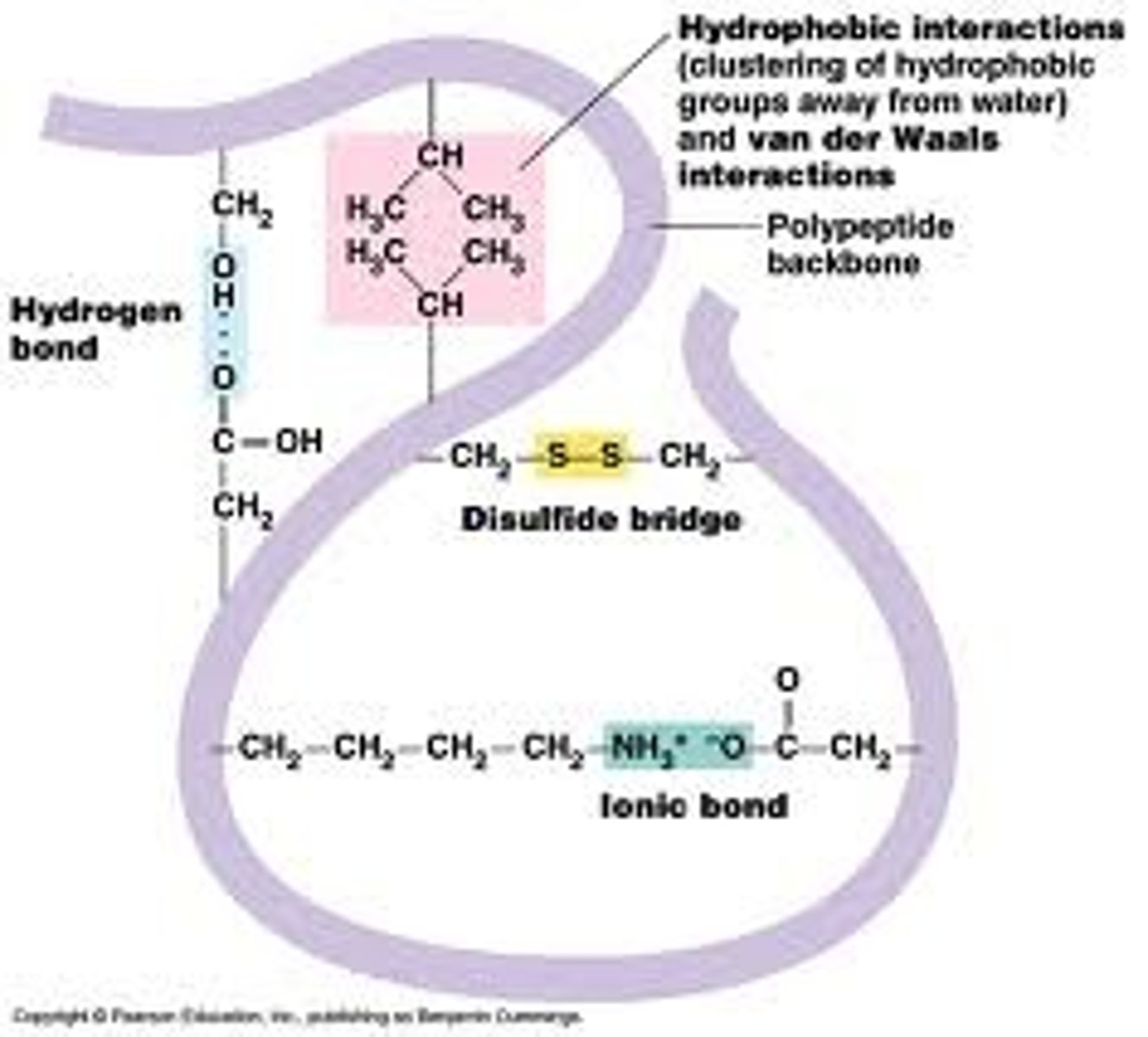 <p>-3d shape</p><p>-disulfide bridge: covalent bond b/w sulfur containing R groups</p><p>-Hydrogen bonds: R group to R group AND R group to backbone</p><p>-Hydrophobic interactions</p><p>-Ionic bonds</p>