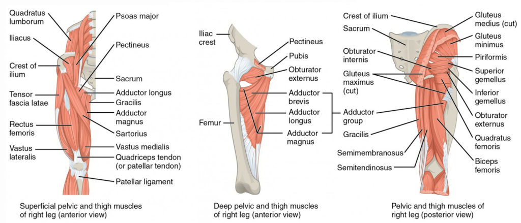 <p>Overview of the Thigh</p>