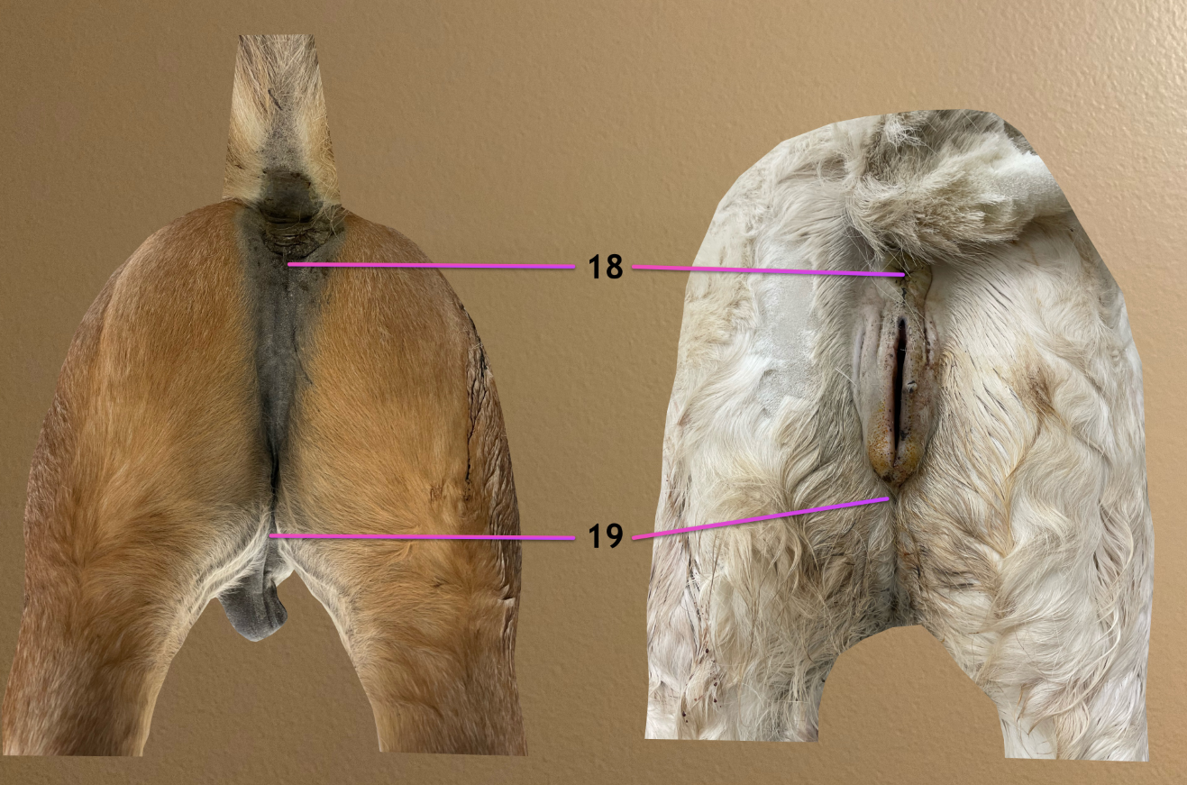 <p>label the topographic regions of the perineal region: 18, 19</p>