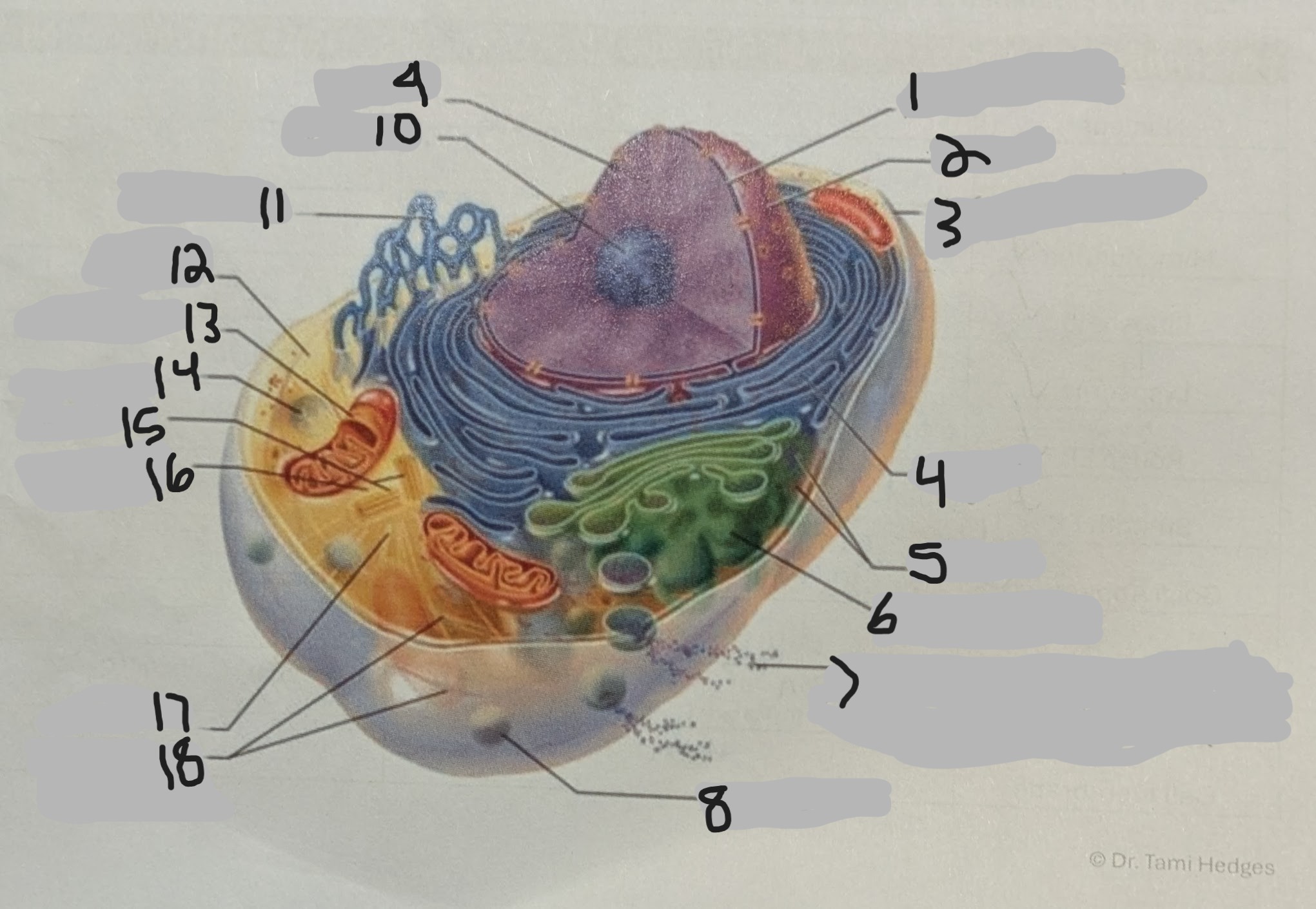 <p>7</p>