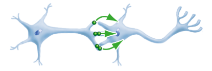 <p>What is a neural signal?</p>