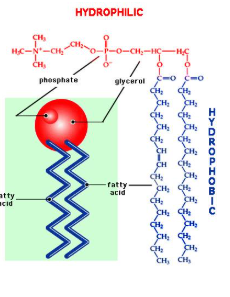 <p>→ double layer of phospholipid molecules arranged with the lipid tails in the middle </p><p>→ lipid molecules may vibrate, flex back and forth, spin around, move sideways and exchange places </p><p><strong>fluidity</strong> is influenced by <u>two factors:</u> </p><ol><li><p><strong>composition of lipid molecules </strong></p></li><li><p><strong>temperature</strong> </p></li></ol><p></p>