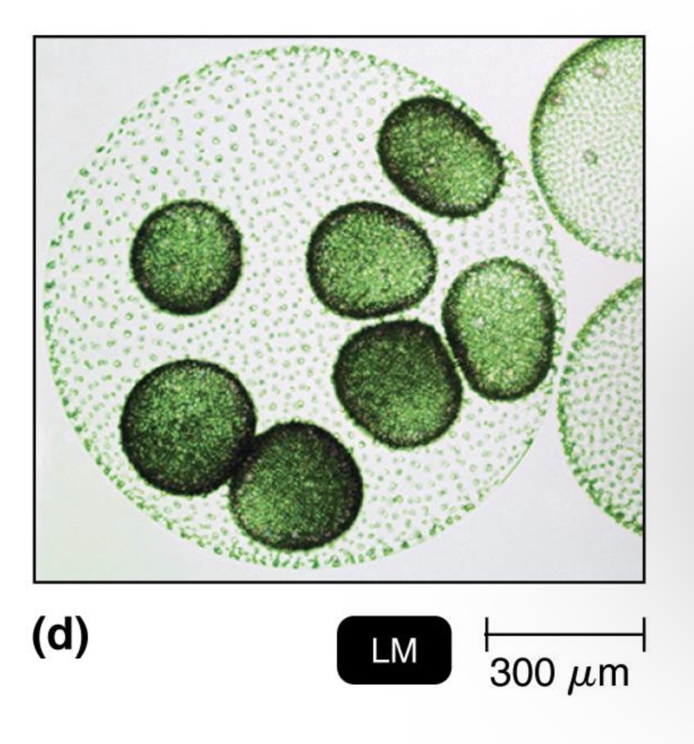 <p>algae</p>