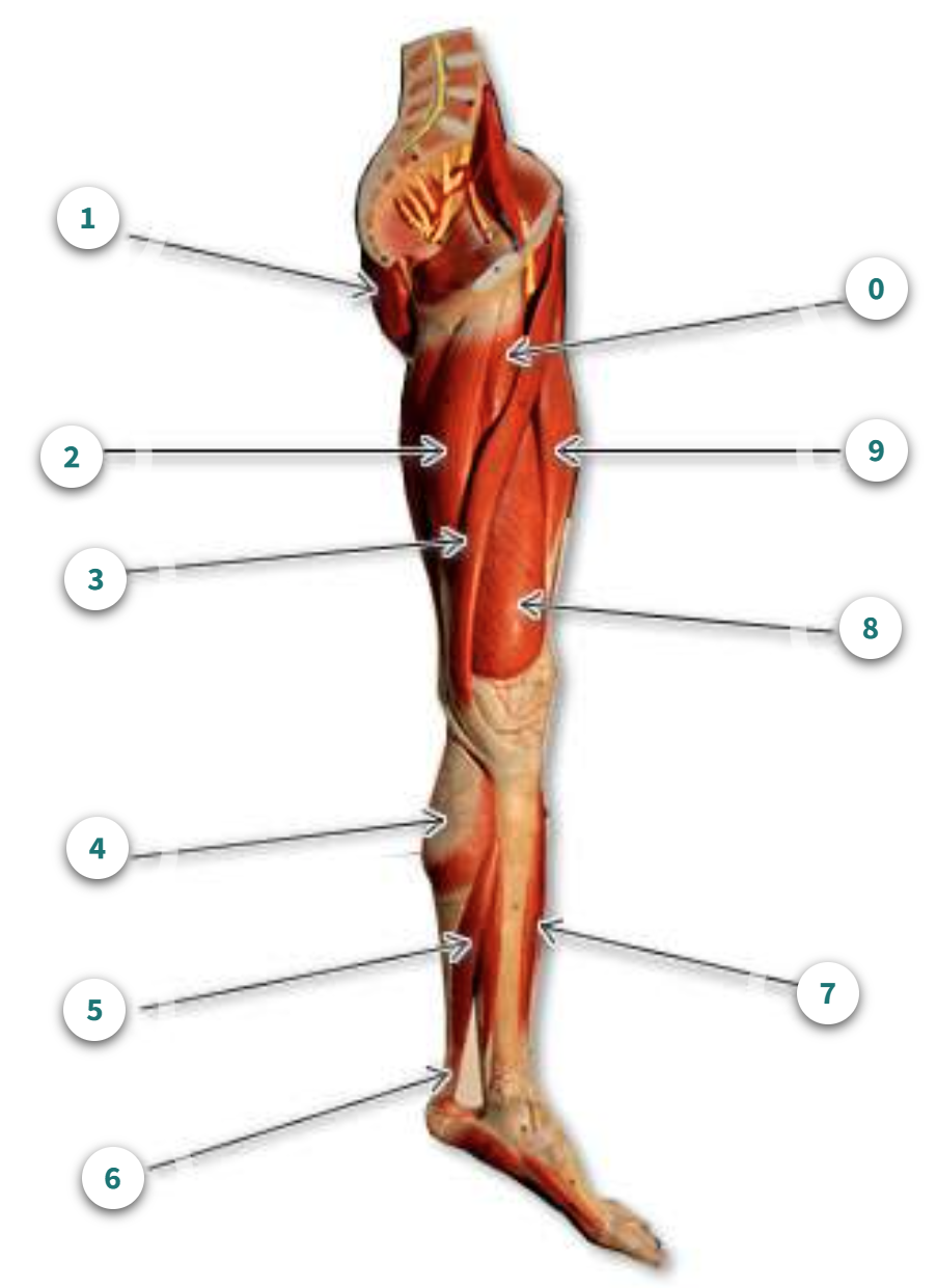 <p>What is muscle number 6?</p>