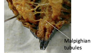 <p>excrete waste/ retain water</p>