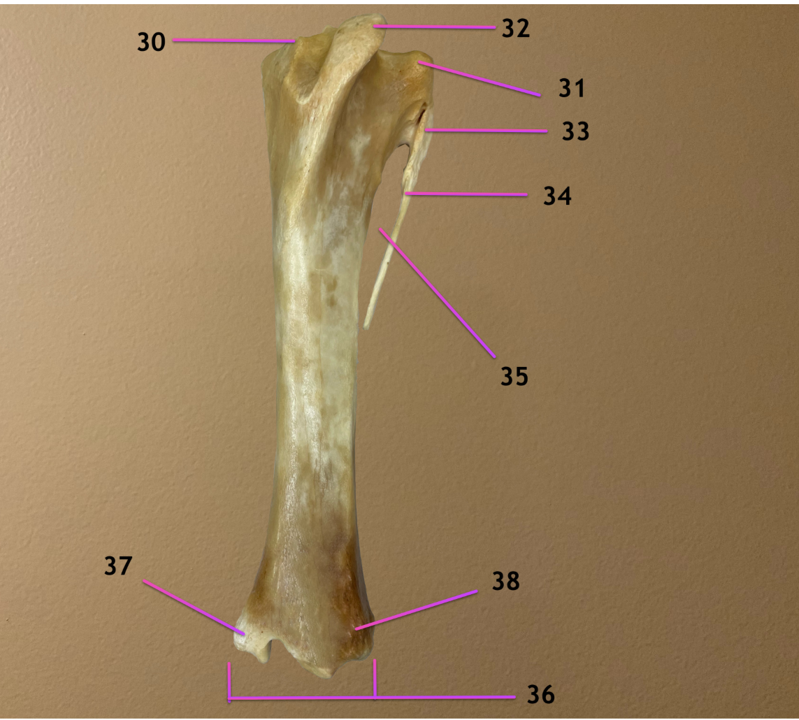 <p>cranial view</p><p>.</p><p>label 34-38</p>