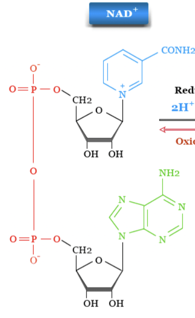 <p>has + charge on N ( nicotinamide ring) has no H sticking out go it </p>
