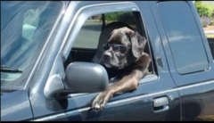 <p>insurance that pays if you are struck by someone who does not have insurance. Will also pay if you are a victim in a hit-and-run accident.</p>
