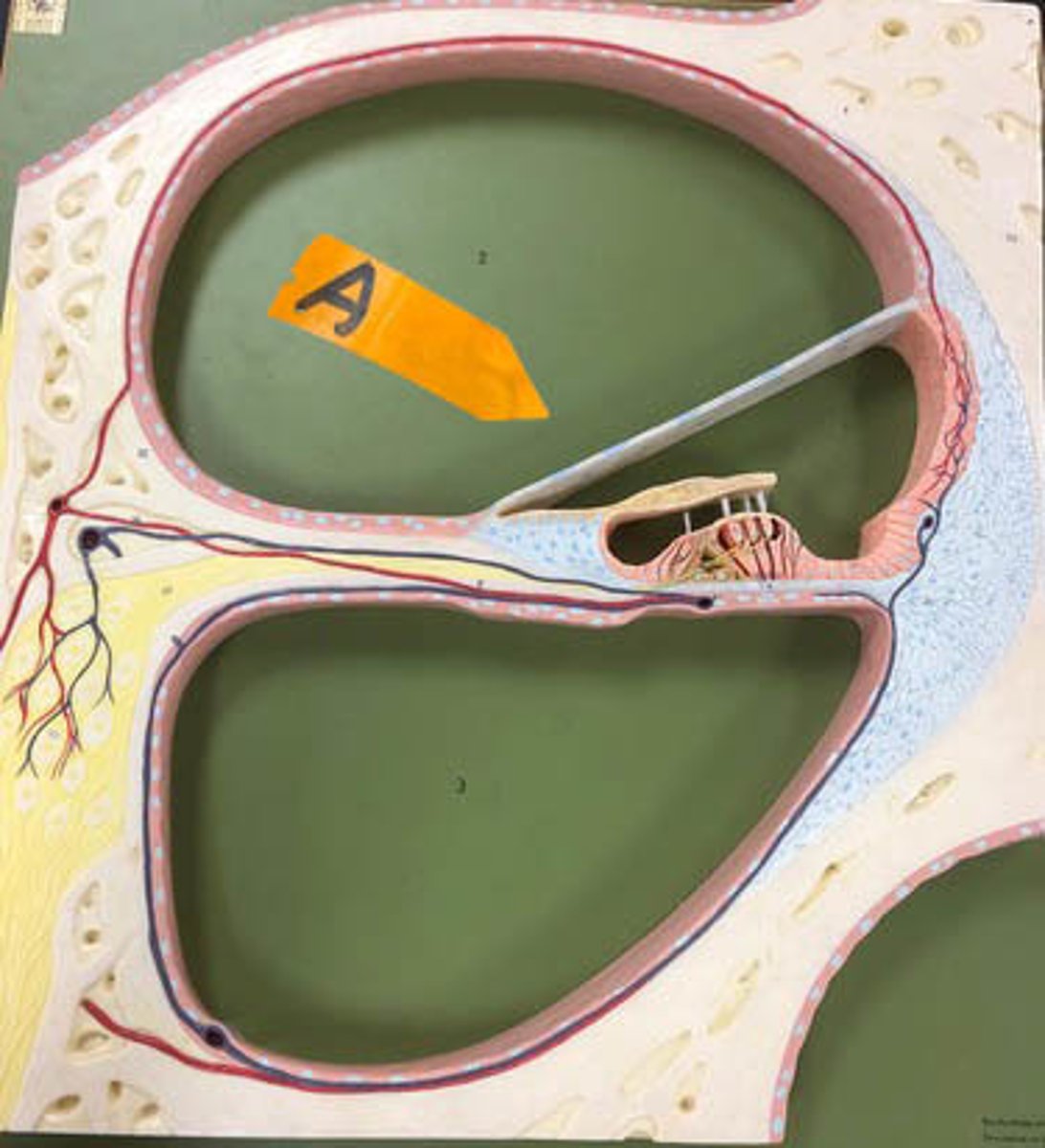 <p>Identify this compartment.</p>