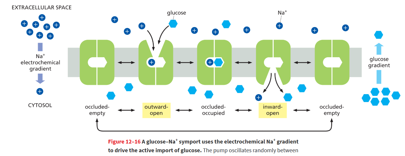 <ol><li><p><strong>Outward-open state:</strong> Transporter faces gut lumen; Na⁺ binds first (high outside).</p></li><li><p><strong>Glucose binds</strong> to the outward-open transporter.</p></li><li><p><strong>Occluded state:</strong> Both solutes are trapped inside the transporter, inaccessible from either side.</p></li><li><p><strong>Inward-open state:</strong> Transporter opens to the cytosol; <strong>Na⁺ and glucose are released</strong>.</p></li><li><p>Transporter returns to outward-open state <strong>empty</strong>, ready for another cycle.</p></li></ol><p></p>
