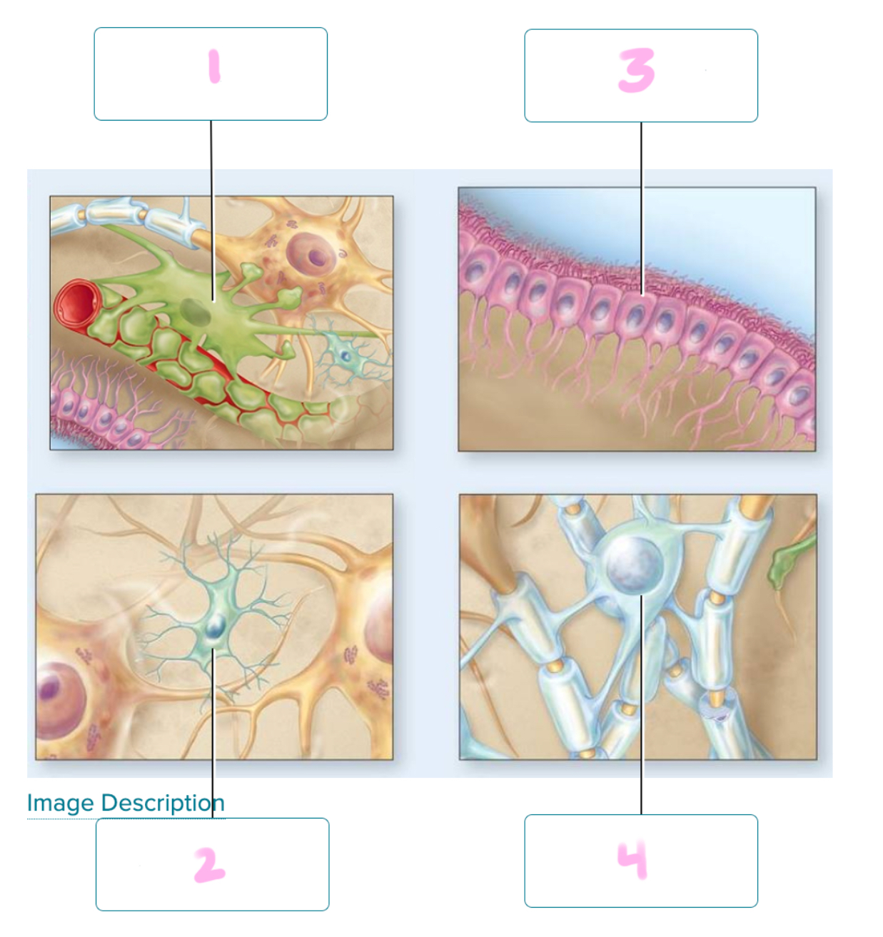 <p>Identify each&nbsp;glial cellsof the CNS.</p><ul><li><p>Oligodendrocyte</p></li><li><p>Ependymal cell</p></li><li><p>Microglial cell</p></li><li><p>Astrocyte</p></li></ul><p></p>