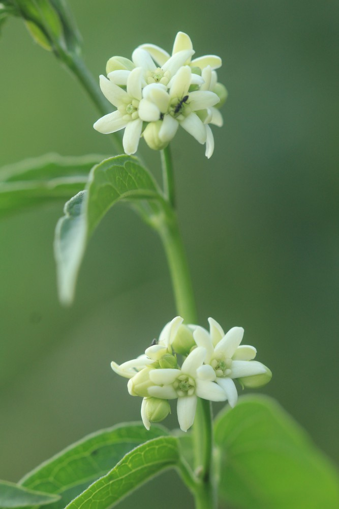 <p>Tulkört  (Mörka blad)</p>