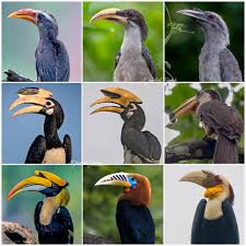 <p>Hornbill</p>