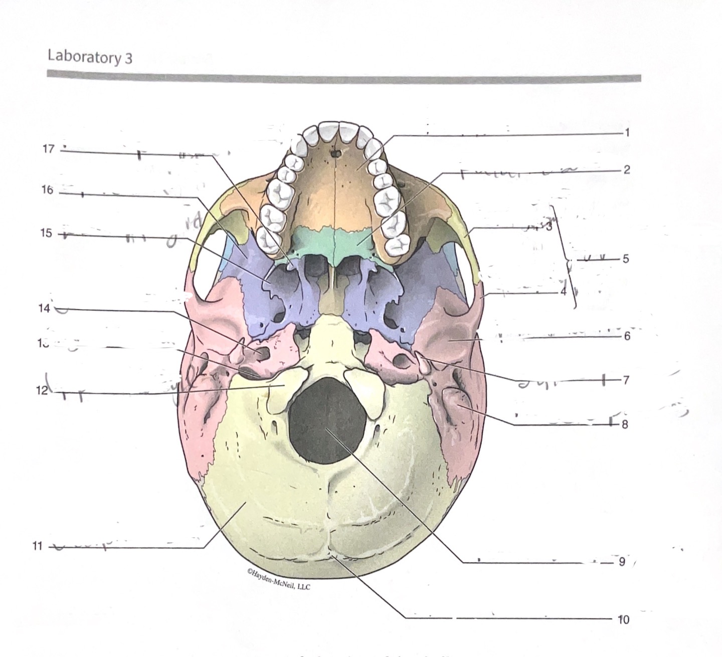 <p>17</p>
